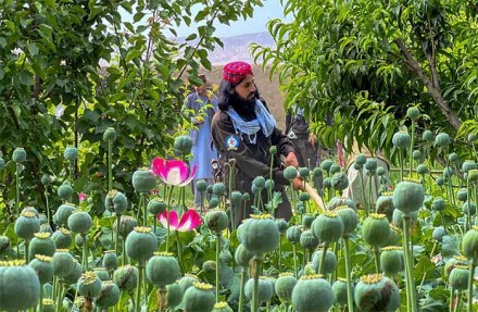 опиумный мак в Афганистане