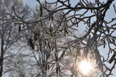 Воспоминания о зиме в парке «Зиедоньдарзс»