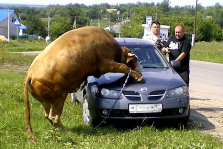 Бой быков с разбитыми автомобилями
